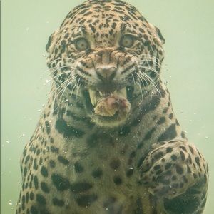 Meet your Posher, Carl